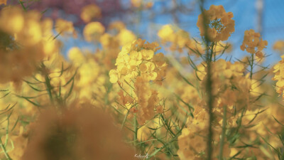 油菜花