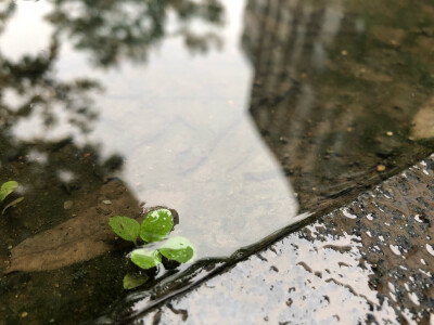 云天收夏色，木叶动秋声。