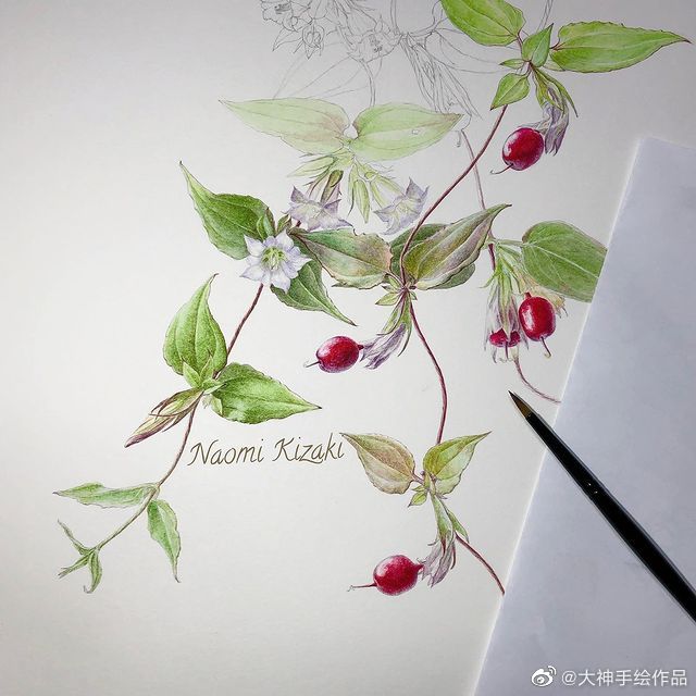 水彩植物系列~ by.naomi_kizaki