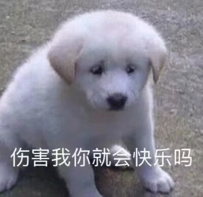 小狗