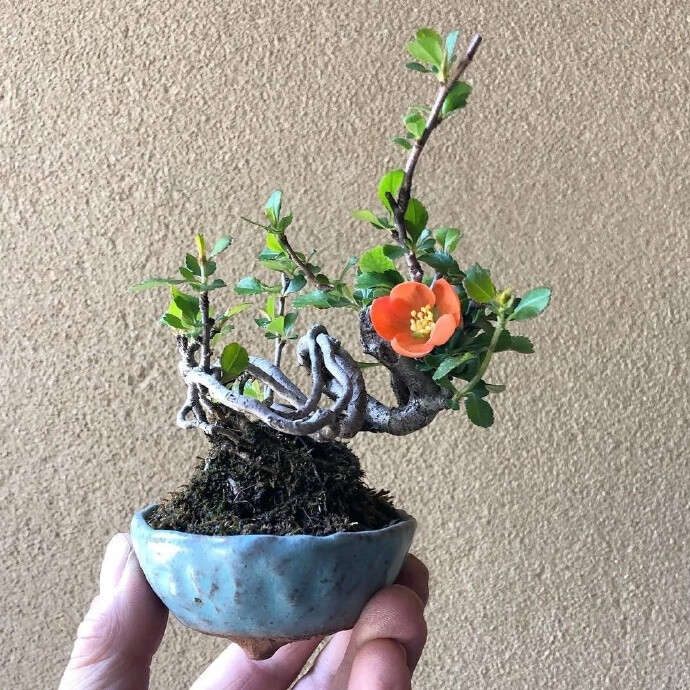 微型盆景（来源微博）