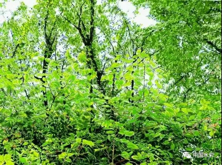 日本画家ジュリ子的水彩作品