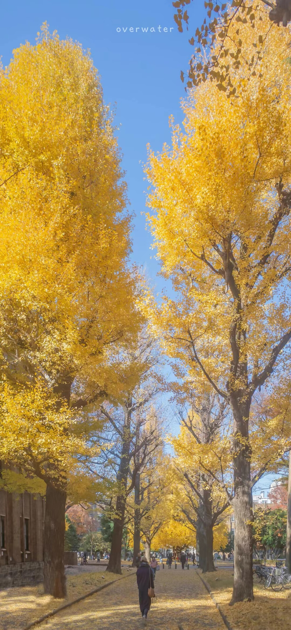  ◡̈⃝风景壁纸