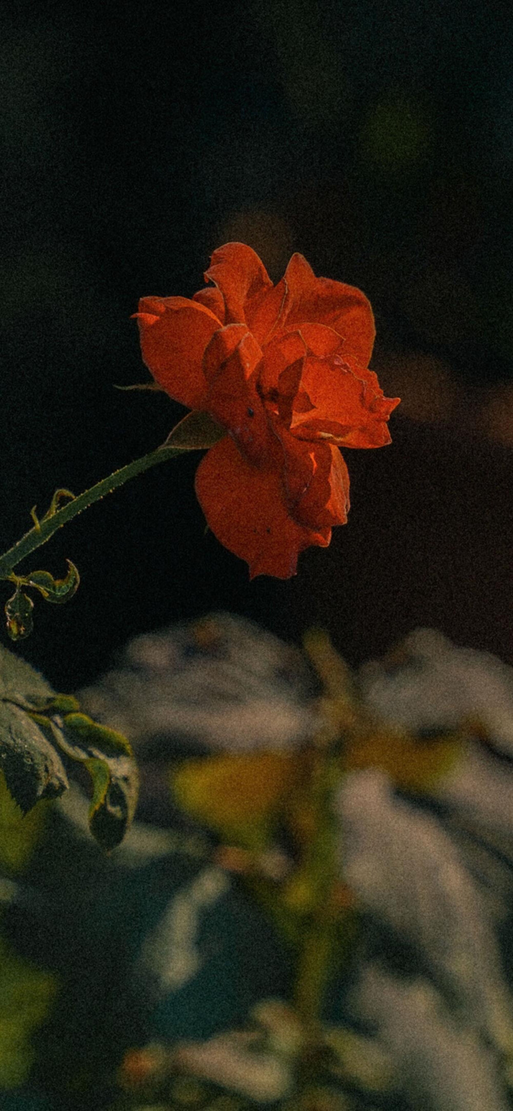 壁纸 花 风景
