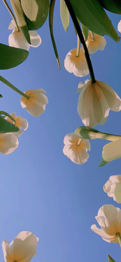 壁纸 花 风景
