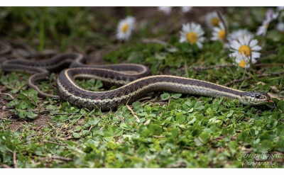 Thamnophis elegans terrestris