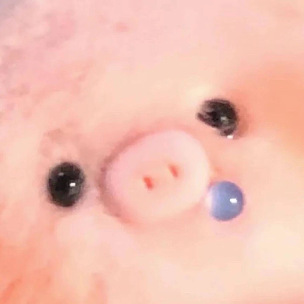 pig