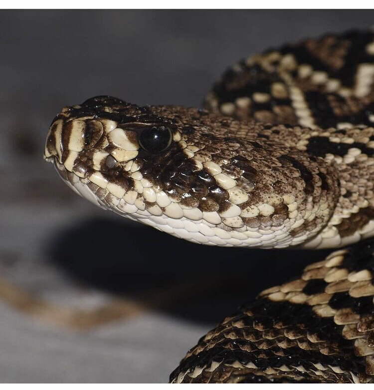 Crotalus adamanteus