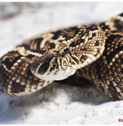 Crotalus adamanteus