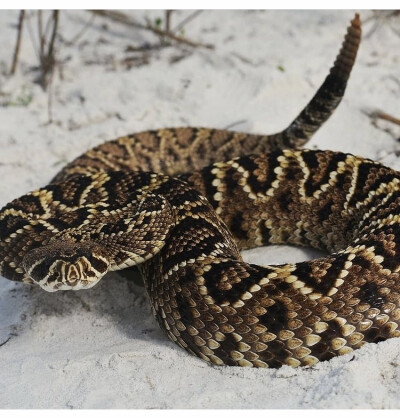 Crotalus adamanteus