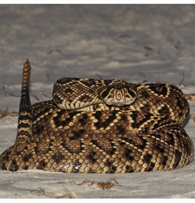 Crotalus adamanteus