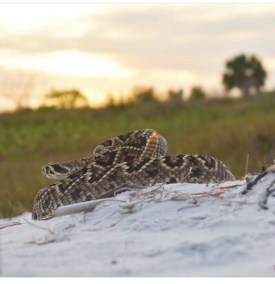 Crotalus adamanteus