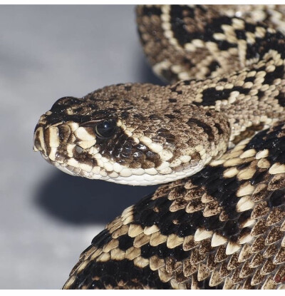 Crotalus adamanteus