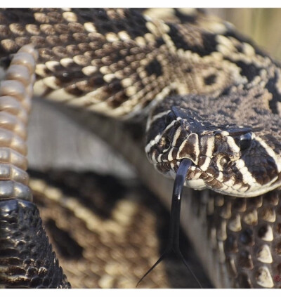 Crotalus adamanteus