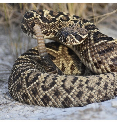 Crotalus adamanteus