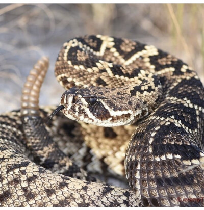 Crotalus adamanteus