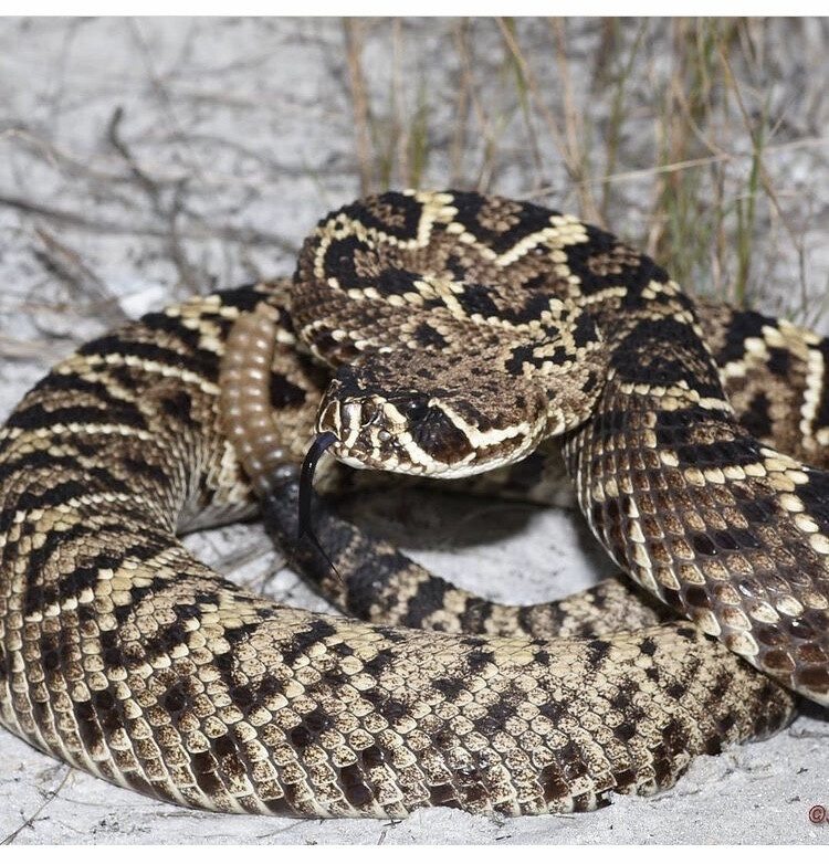 Crotalus adamanteus