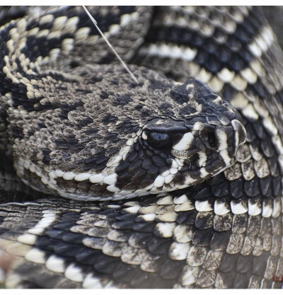 Crotalus adamanteus