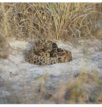 Crotalus adamanteus