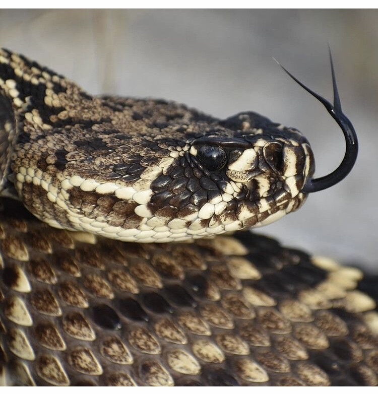 Crotalus adamanteus