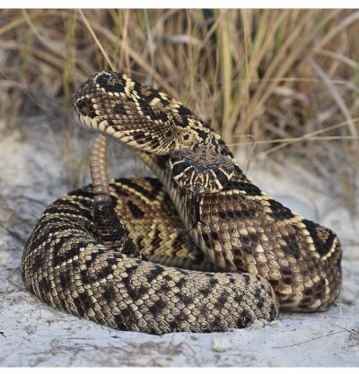 Crotalus adamanteus