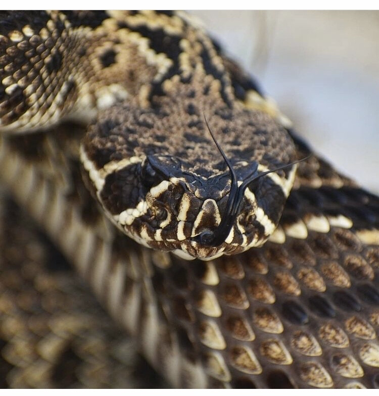 Crotalus adamanteus