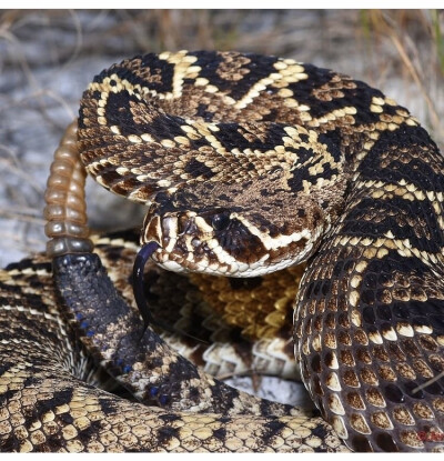 Crotalus adamanteus