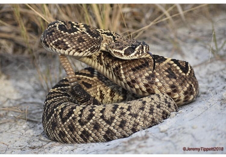 Crotalus adamanteus