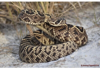 Crotalus adamanteus