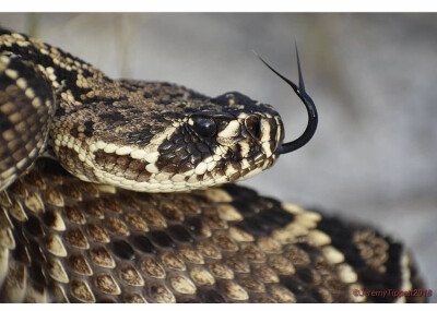 Crotalus adamanteus