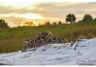 Crotalus adamanteus