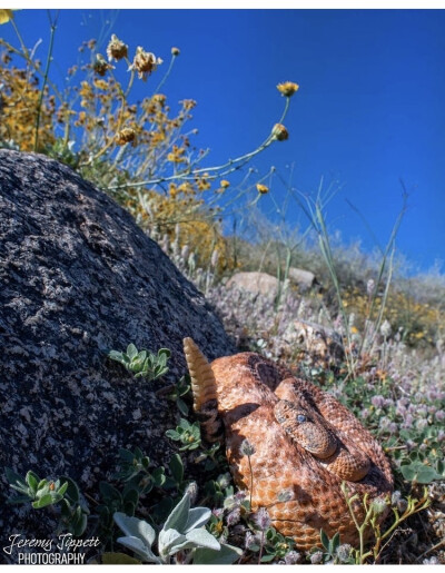 C. pyrrhus