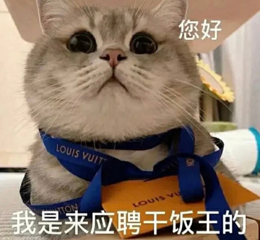 猫猫