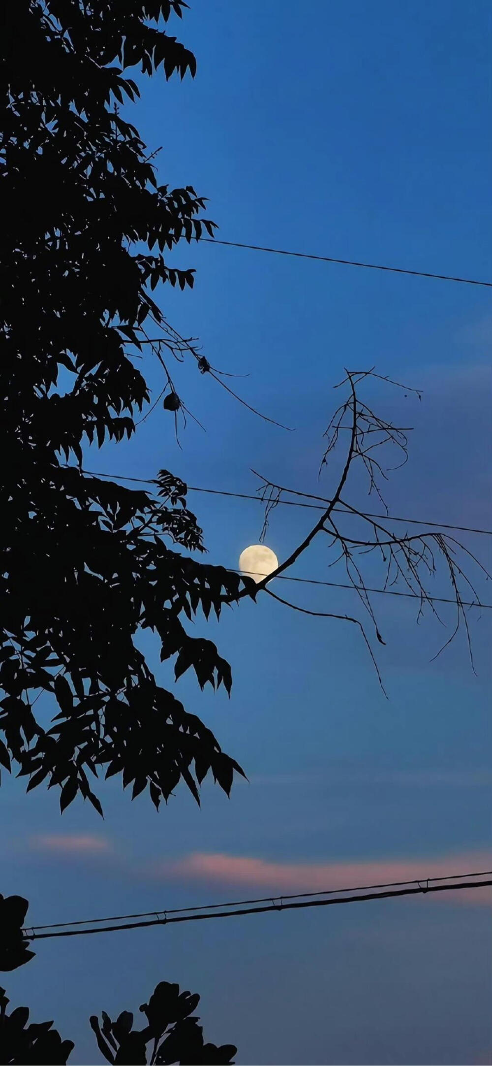 花自向阳开
人终往前看