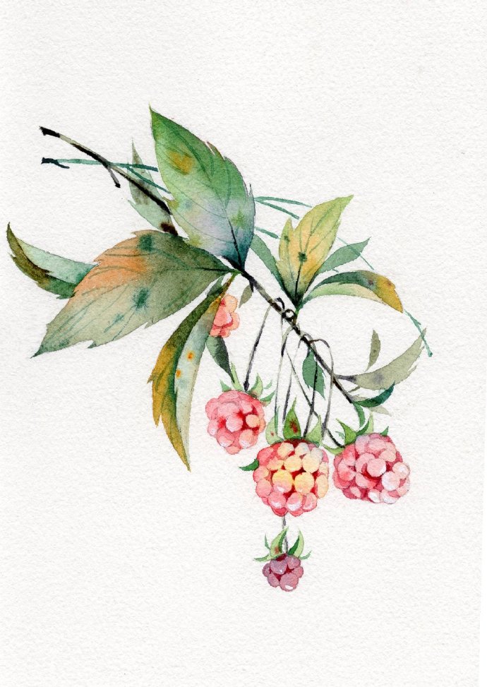 水彩秋天果实系列~ by@子栗水彩