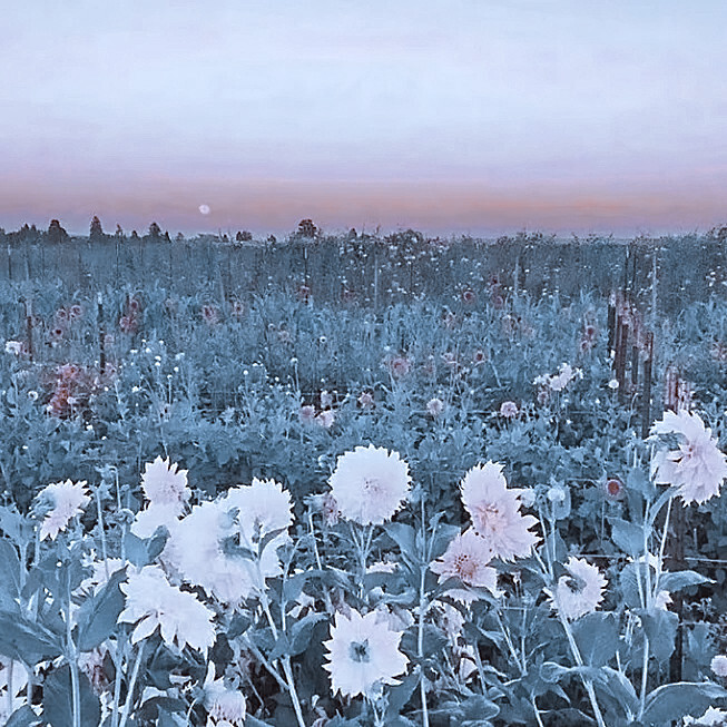 ╮( •́ω•̀ )╭
原林锡