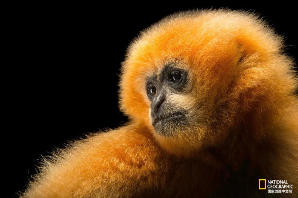 国际长臂猿日
北方白颊长臂猿。摄影：JOEL SARTORE