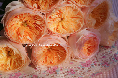 大卫奥斯汀朱丽叶
对于其他玫瑰切花品种来说，进口的玫瑰品质一定比国产的要好。然而朱丽叶不这样，因为进口的她也总是蔫蔫搭搭，枝条细弱。所以，干脆就买国产的好了。难得抓住一把阳光，阳光下她的粉橙色精妙绝伦…