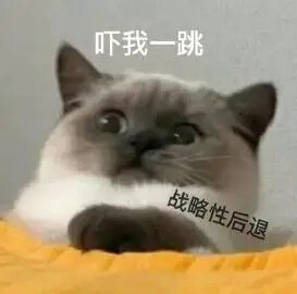 猫咪表情包 可爱