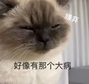 猫咪表情包 可爱