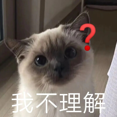 猫咪表情包 可爱