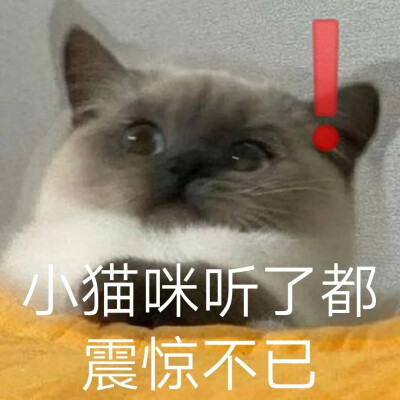 猫咪表情包 可爱