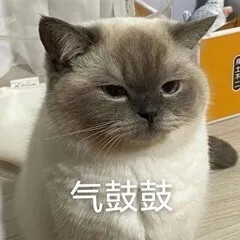 猫咪表情包 可爱