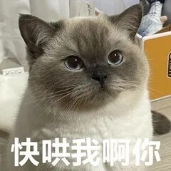 猫咪表情包 可爱