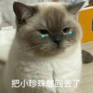 猫咪表情包 可爱