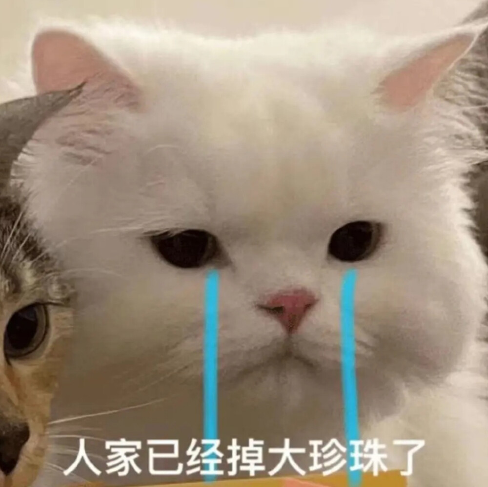 猫咪表情包 可爱