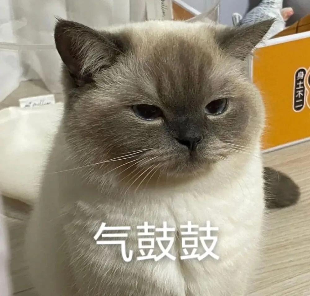 猫咪表情包 可爱