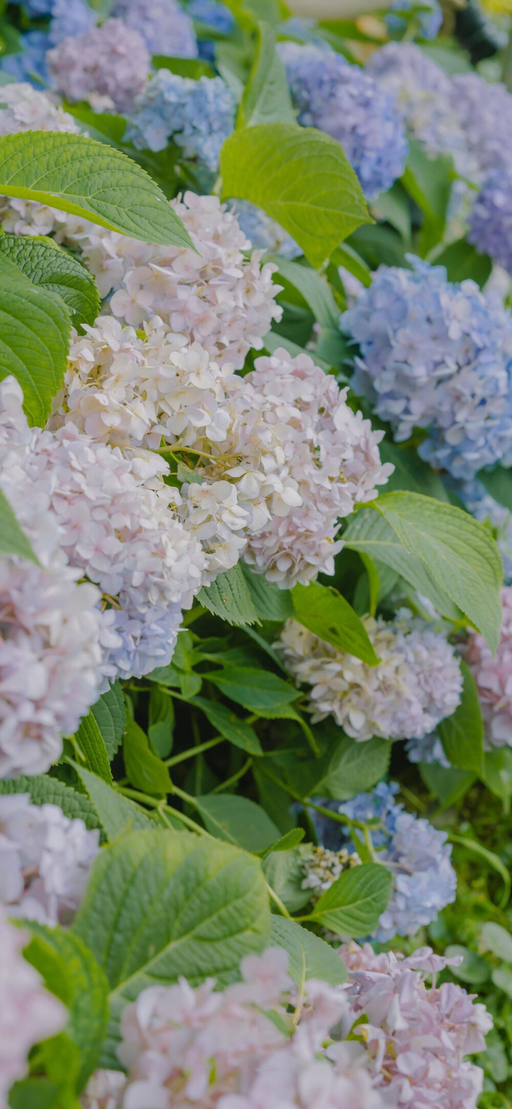 花束壁纸 鲜花壁纸