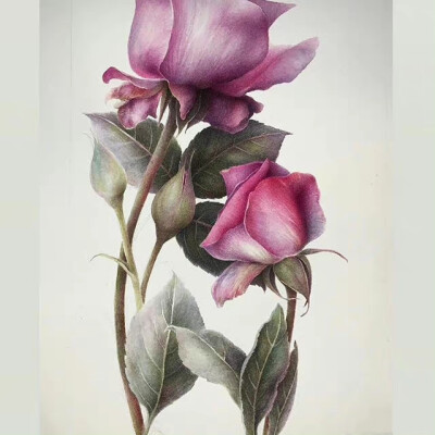 植物绘，画者：Marina Pravnik ​