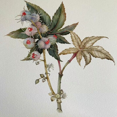 植物绘，画者：Marina Pravnik ​